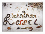 Garden and other spiders, caterpillars spell the artist's name, 1657 by Jan van the Elder Kessel