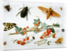A sprig of redcurrants with an elephant hawk moth, a magpie moth and other insects, 1657 by Jan van the Elder Kessel