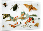 A sprig of redcurrants with an elephant hawk moth, a magpie moth and other insects, 1657 by Jan van the Elder Kessel