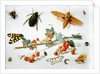 A sprig of redcurrants with an elephant hawk moth, a magpie moth and other insects, 1657 by Jan van the Elder Kessel