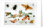 A sprig of redcurrants with an elephant hawk moth, a magpie moth and other insects, 1657 by Jan van the Elder Kessel