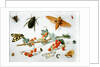 A sprig of redcurrants with an elephant hawk moth, a magpie moth and other insects, 1657 by Jan van the Elder Kessel