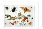 A sprig of redcurrants with an elephant hawk moth, a magpie moth and other insects, 1657 by Jan van the Elder Kessel