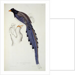 Pica Erythrorhyncha by Elizabeth Gould