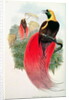 Bird of Paradise by John & Hart William Gould