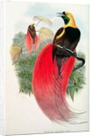 Bird of Paradise by John & Hart William Gould