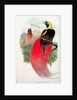 Bird of Paradise by John & Hart William Gould