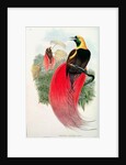 Bird of Paradise by John & Hart William Gould