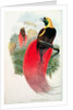Bird of Paradise by John & Hart William Gould