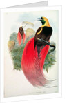 Bird of Paradise by John & Hart William Gould
