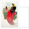 Bird of Paradise by John & Hart William Gould