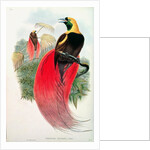 Bird of Paradise by John & Hart William Gould