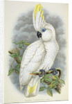 Blue-Eyed Cockatoo by William Hart