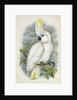 Blue-Eyed Cockatoo by William Hart
