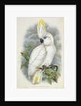 Blue-Eyed Cockatoo by William Hart