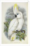 Blue-Eyed Cockatoo by William Hart