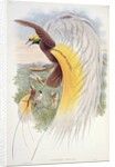 Bird of Paradise by John & Hart William (1823-1894) (after) Gould
