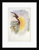 Bird of Paradise by John & Hart William (1823-1894) (after) Gould