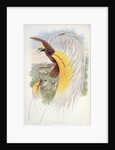 Bird of Paradise by John & Hart William (1823-1894) (after) Gould