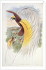 Bird of Paradise by John & Hart William (1823-1894) (after) Gould