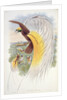 Bird of Paradise by John & Hart William (1823-1894) (after) Gould