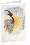Bird of Paradise by John & Hart William (1823-1894) (after) Gould