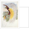 Bird of Paradise by John & Hart William (1823-1894) (after) Gould