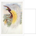 Bird of Paradise by John & Hart William (1823-1894) (after) Gould