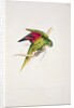 Maton's Parakeet by Edward Lear