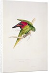 Maton's Parakeet by Edward Lear