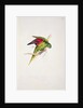 Maton's Parakeet by Edward Lear