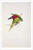 Maton's Parakeet by Edward Lear