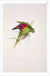 Maton's Parakeet by Edward Lear