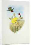 Humming Bird by John & Richter Henry Constantine (1821-1902) (after) Gould