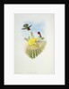 Humming Bird by John & Richter Henry Constantine (1821-1902) (after) Gould
