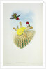 Humming Bird by John & Richter Henry Constantine (1821-1902) (after) Gould