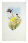 Humming Bird by John & Richter Henry Constantine (1821-1902) (after) Gould