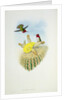 Humming Bird by John & Richter Henry Constantine (1821-1902) (after) Gould