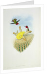 Humming Bird by John & Richter Henry Constantine (1821-1902) (after) Gould