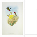 Humming Bird by John & Richter Henry Constantine (1821-1902) (after) Gould