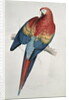 Red and Yellow Macaw by Edward Lear