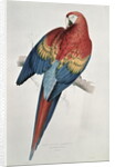 Red and Yellow Macaw by Edward Lear