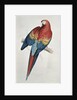Red and Yellow Macaw by Edward Lear