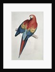 Red and Yellow Macaw by Edward Lear
