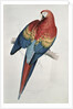 Red and Yellow Macaw by Edward Lear