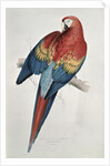 Red and Yellow Macaw by Edward Lear