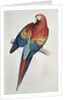 Red and Yellow Macaw by Edward Lear