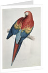 Red and Yellow Macaw by Edward Lear