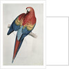 Red and Yellow Macaw by Edward Lear