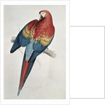 Red and Yellow Macaw by Edward Lear